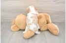 Best Cavalier King Charles Spaniel Baby