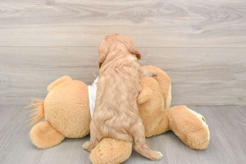 Cavalier King Charles Spaniel Puppy for Adoption