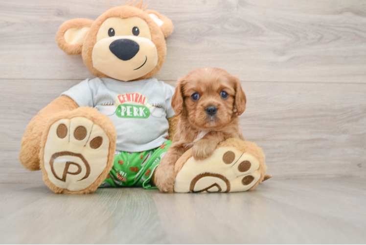 Best Cavalier King Charles Spaniel Baby