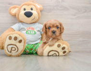 6 week old Cavalier King Charles Spaniel Puppy For Sale - Premier Pups