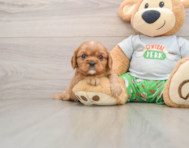 6 week old Cavalier King Charles Spaniel Puppy For Sale - Premier Pups