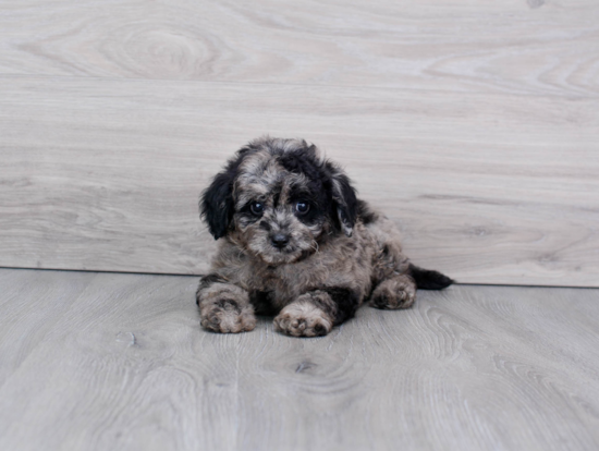 Playful Cavoodle Poodle Mix Puppy