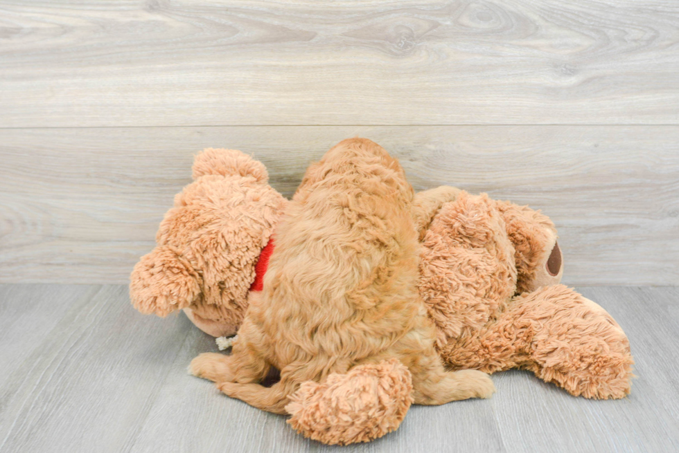 Cavapoo Puppy for Adoption