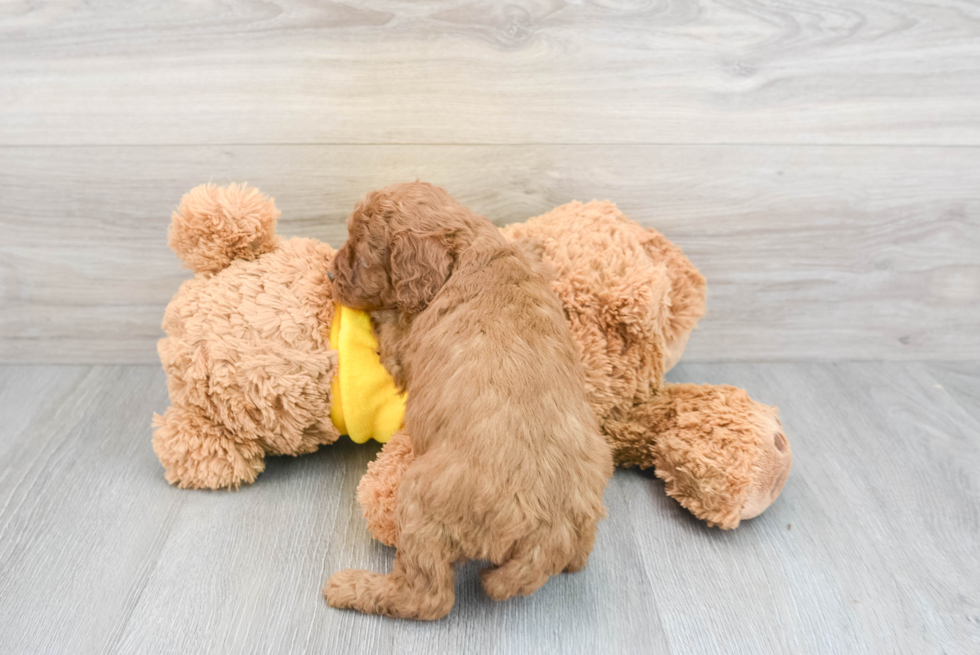 Happy Cavapoo Baby