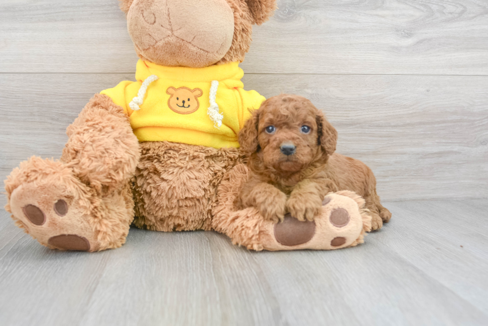 Smart Cavapoo Poodle Mix Pup