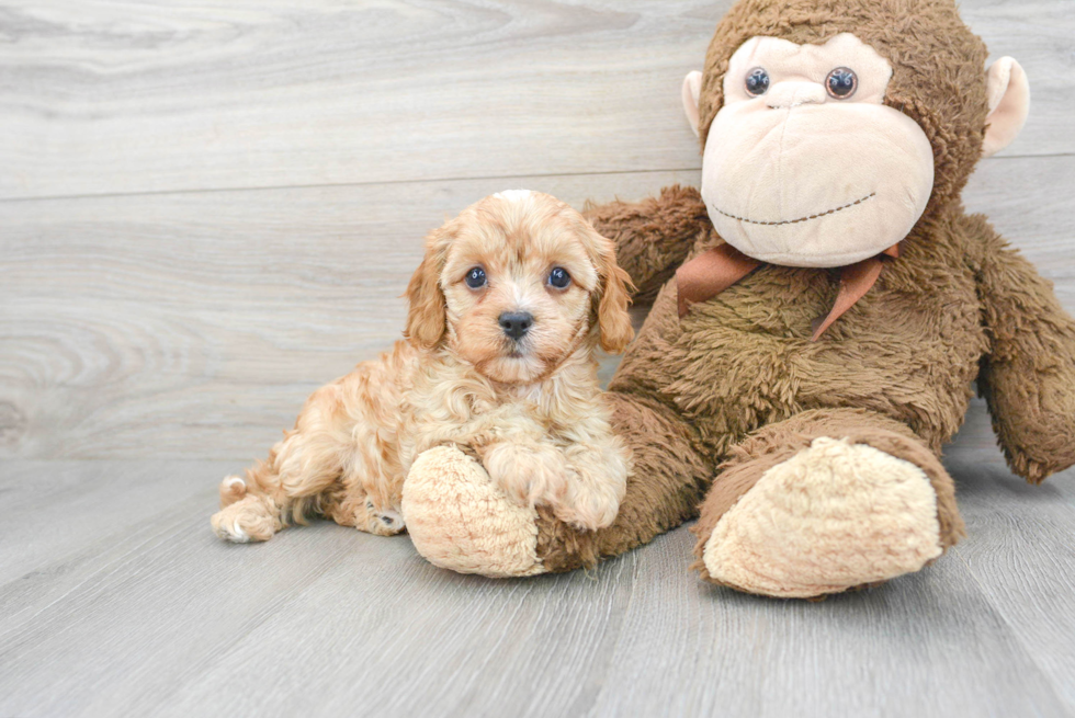 Petite Cavapoo Poodle Mix Pup