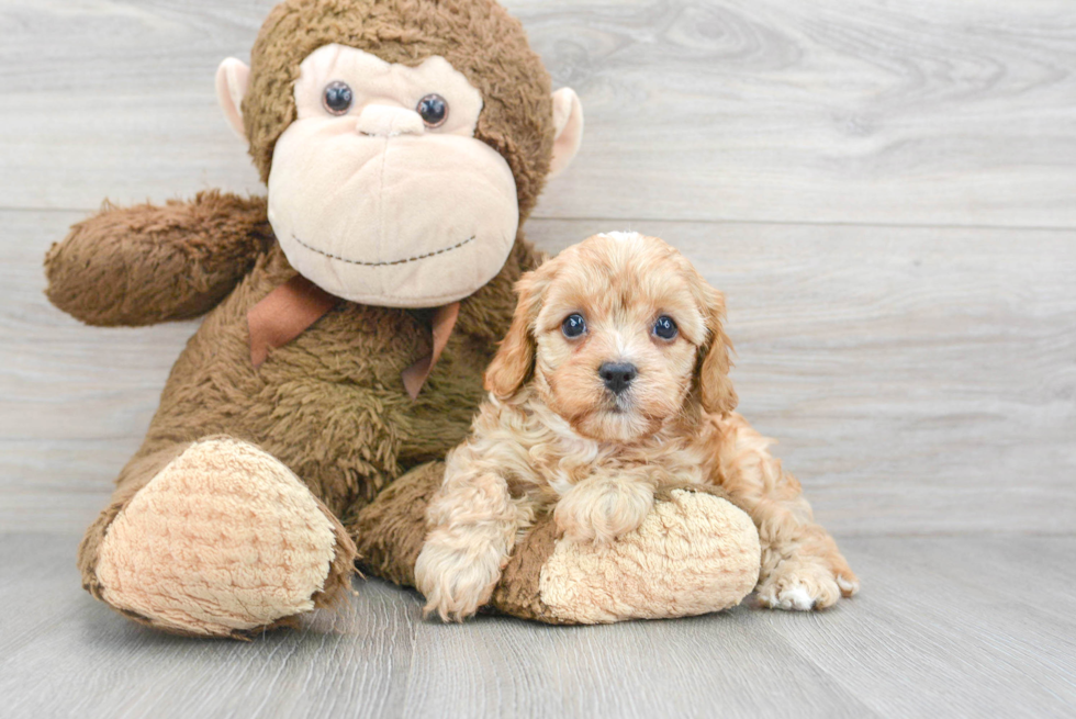 Cavapoo Puppy for Adoption