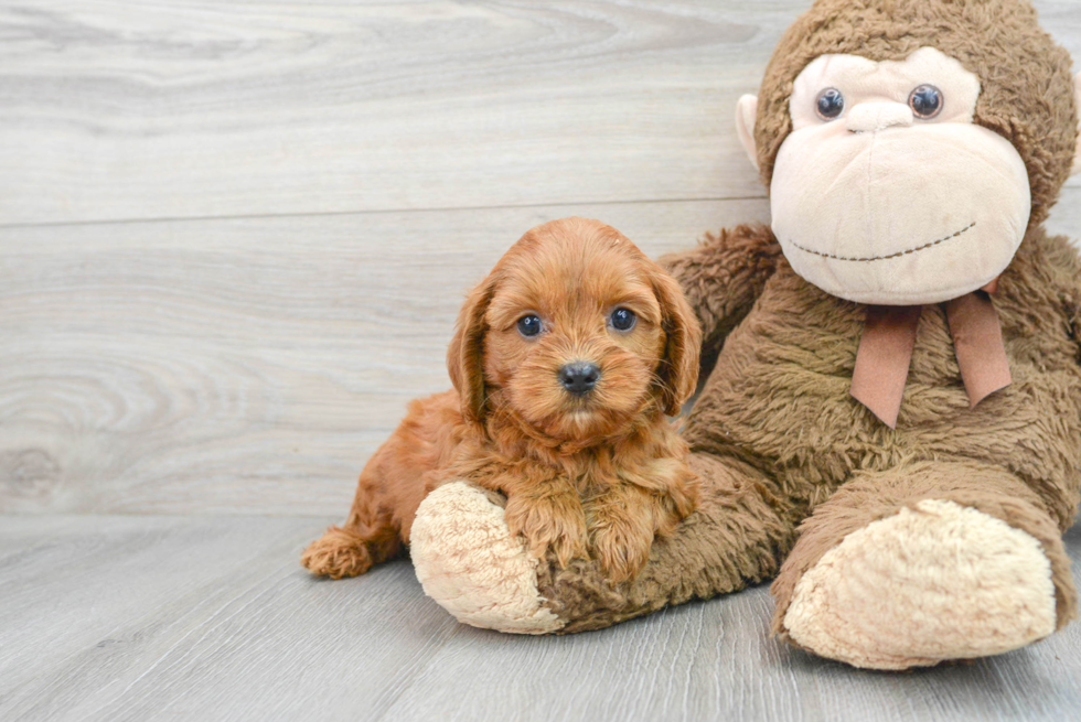 Hypoallergenic Cavoodle Poodle Mix Puppy