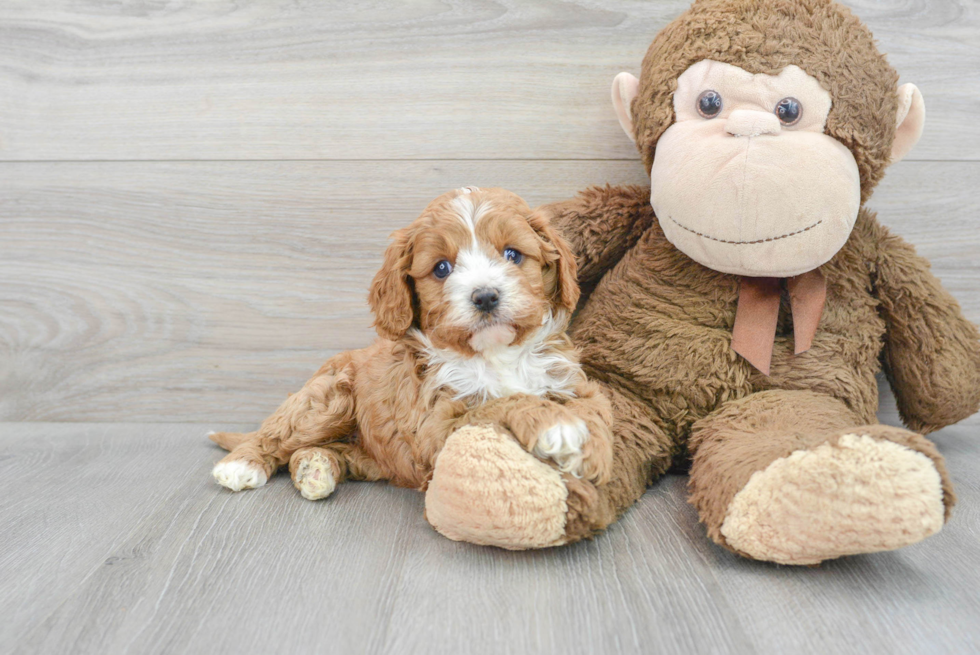 Best Cavapoo Baby