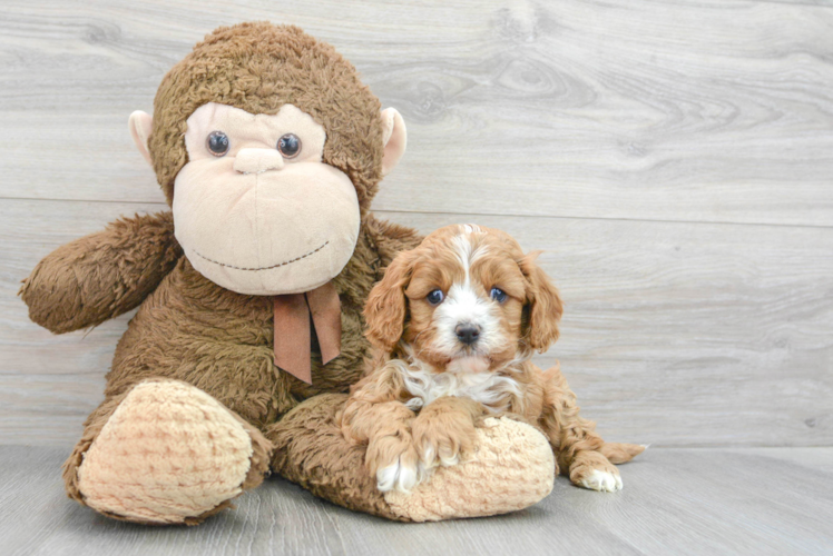 Best Cavapoo Baby