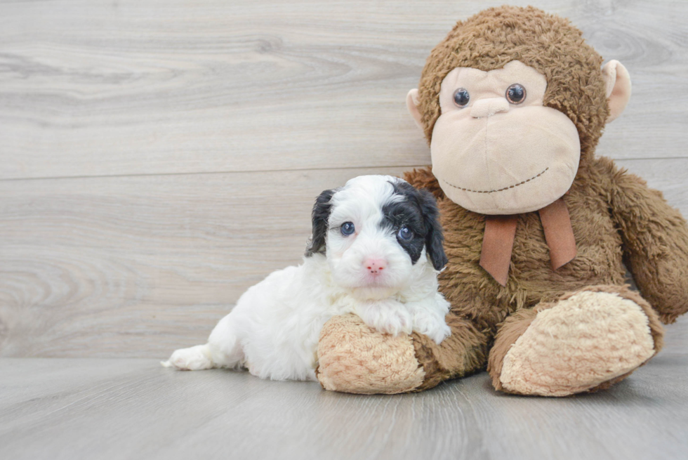 Best Cavapoo Baby