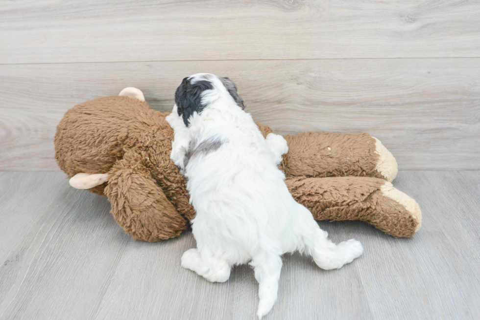 Sweet Cavapoo Baby