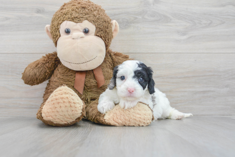 Friendly Cavapoo Baby