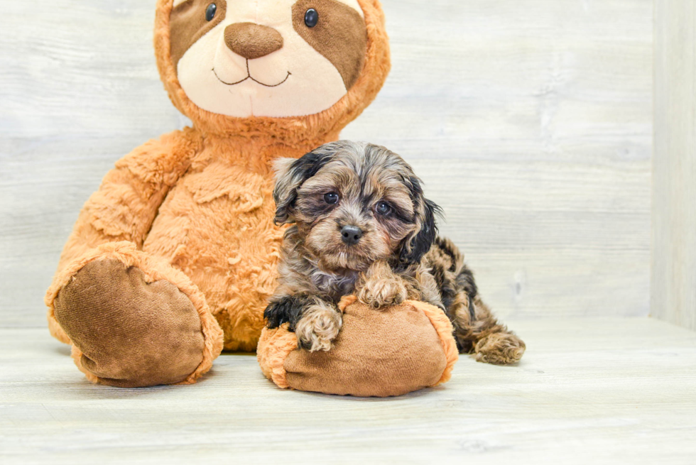 Best Cavapoo Baby