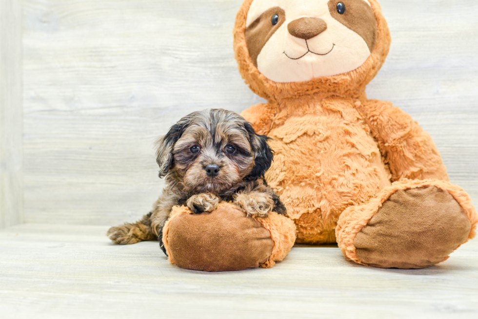 Small Cavapoo Baby