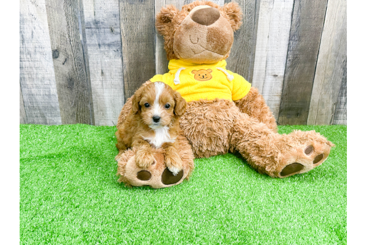 Petite Cavapoo Poodle Mix Pup