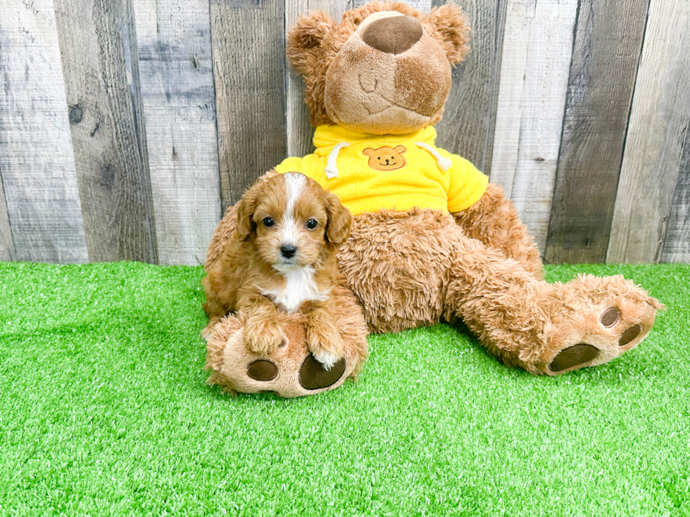 Petite Cavapoo Poodle Mix Pup