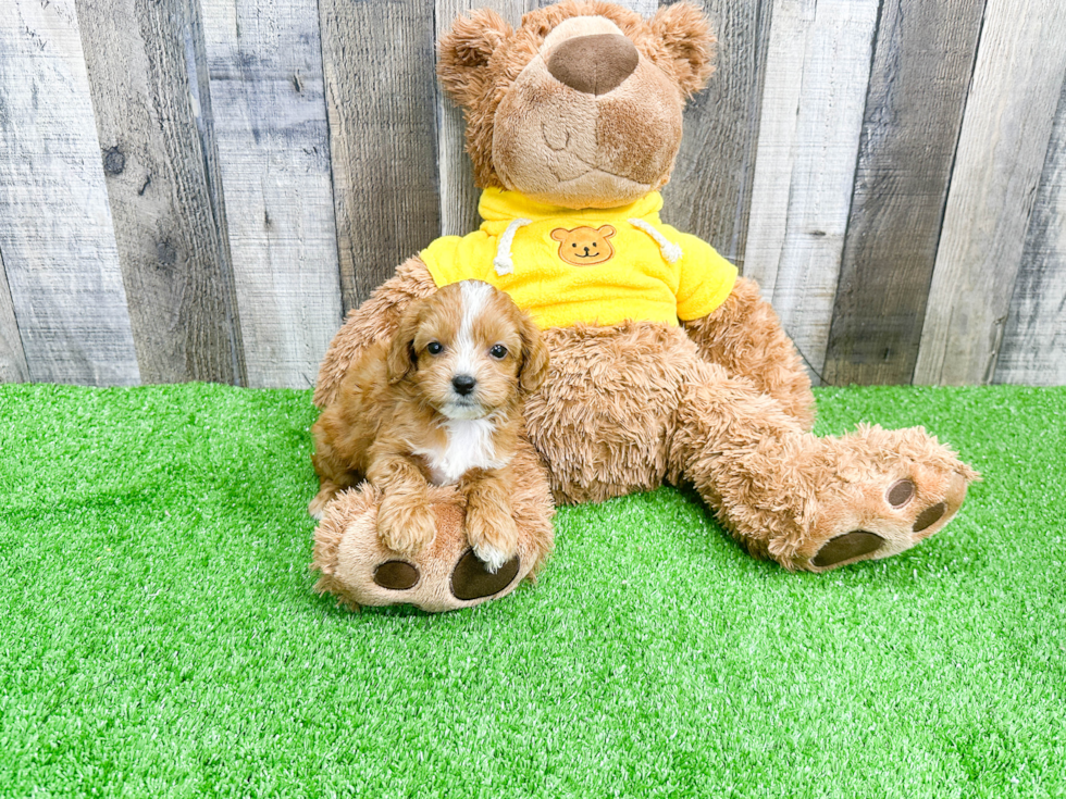 Cavapoo Pup Being Cute