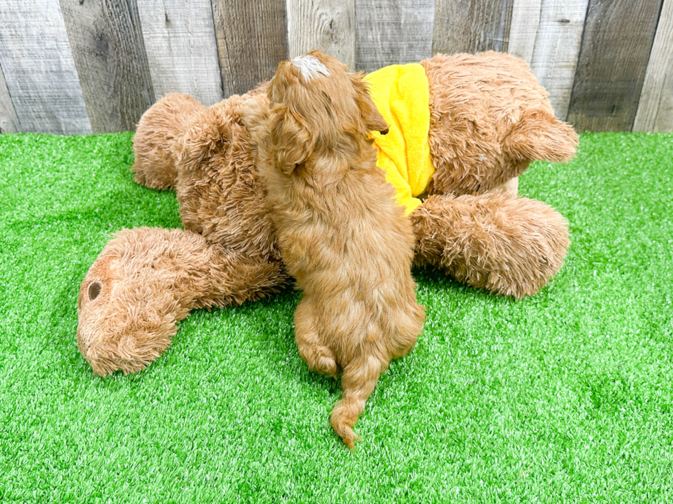 Cavapoo Pup Being Cute