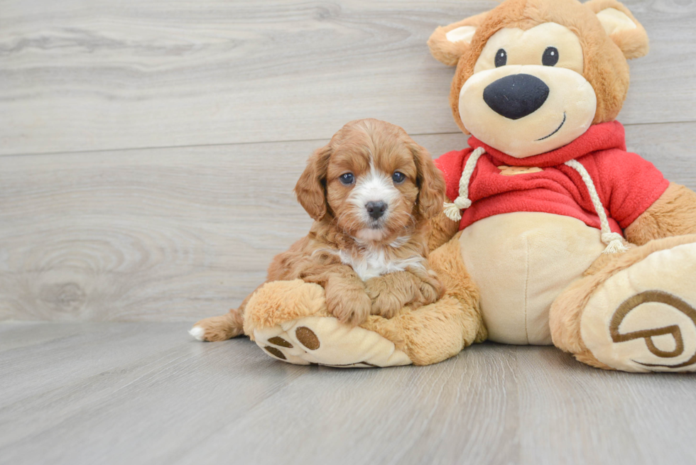 Cavapoo Pup Being Cute