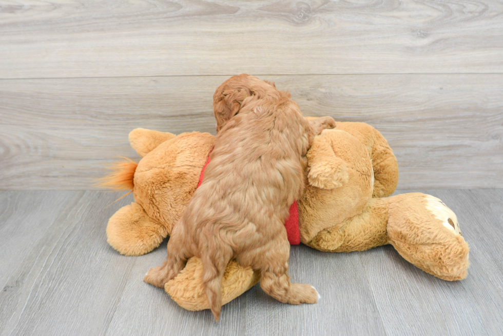 Cavapoo Puppy for Adoption