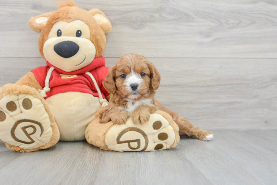 Cavapoo Puppy for Adoption