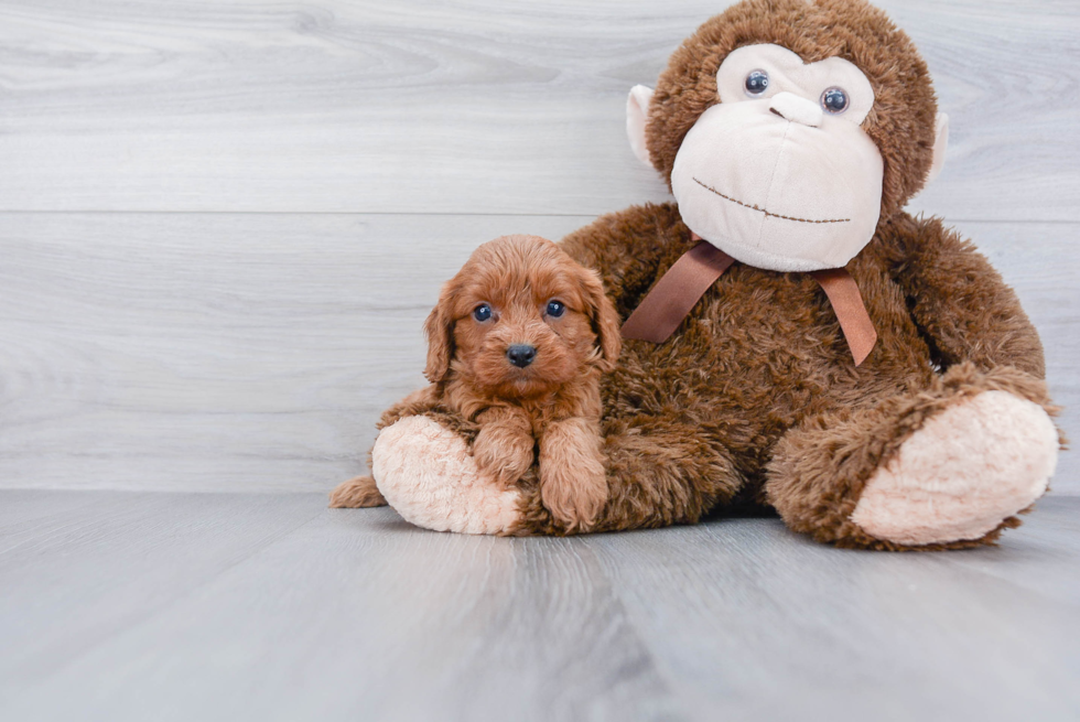 Best Cavapoo Baby