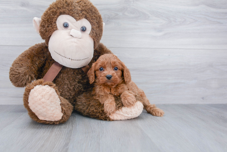 Petite Cavapoo Poodle Mix Pup