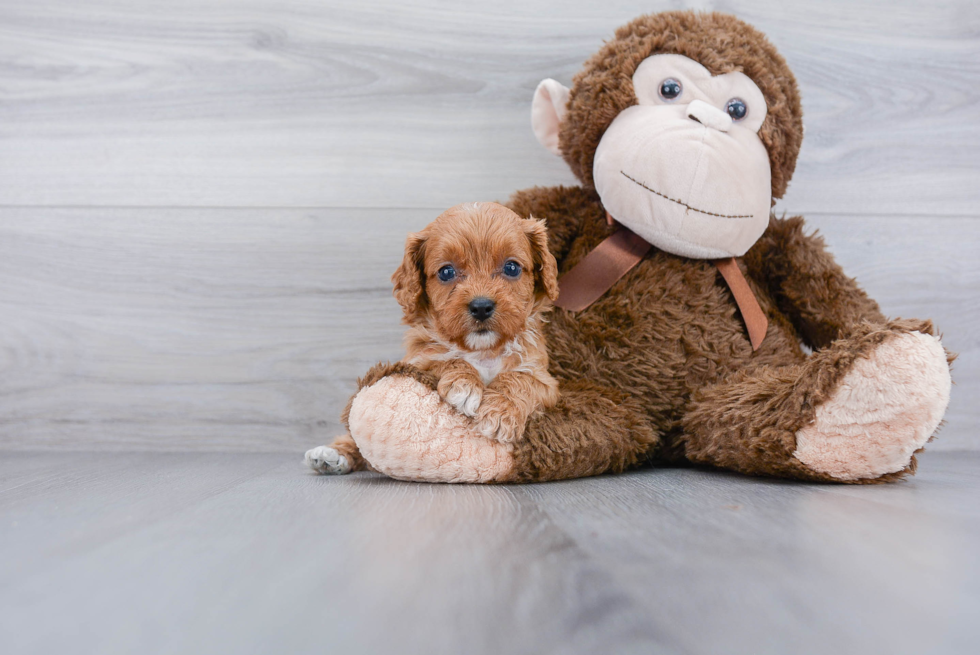 Happy Cavapoo Baby