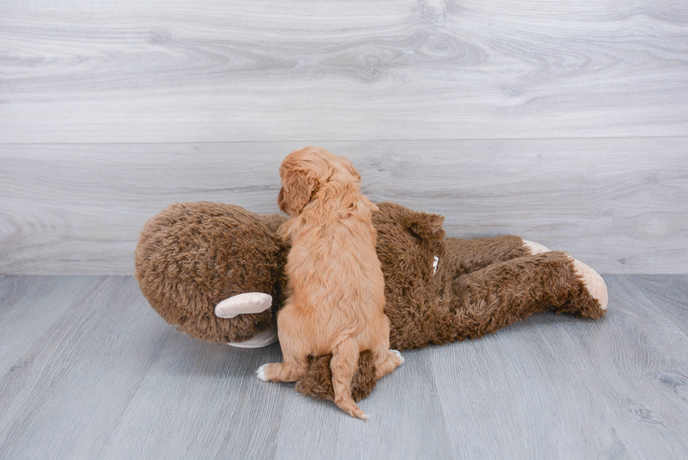 Funny Cavapoo Poodle Mix Pup