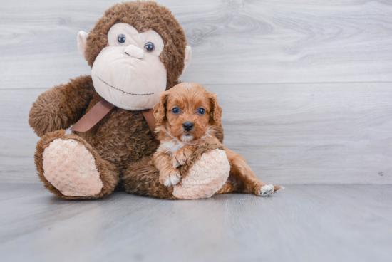 Friendly Cavapoo Baby