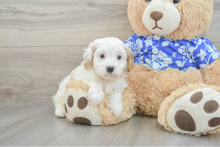 Sweet Cavapoo Baby