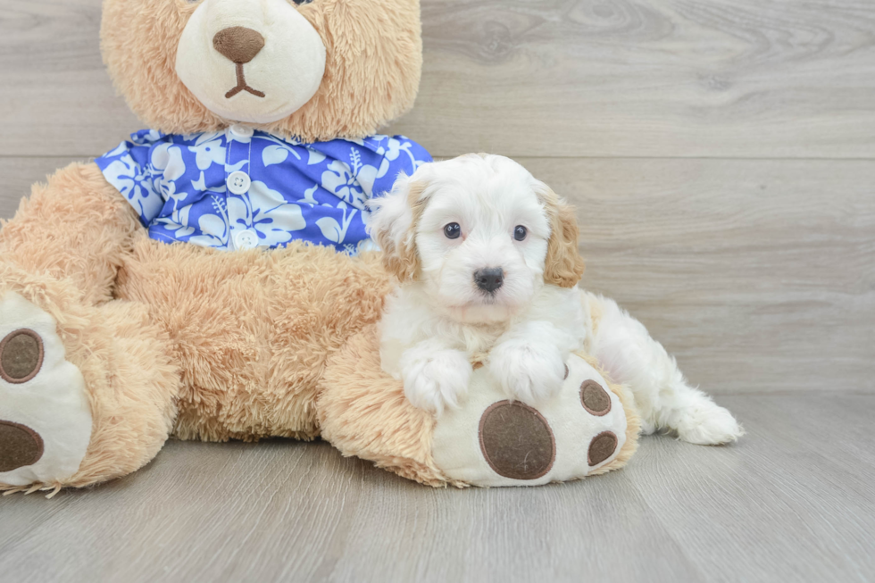 Best Cavapoo Baby