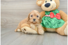 Cavapoo Pup Being Cute