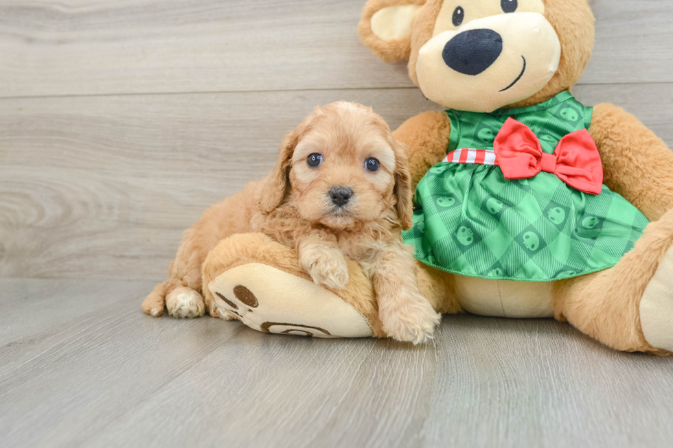 Cavapoo Pup Being Cute