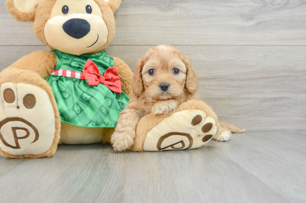 5 week old Cavapoo Puppy For Sale - Premier Pups