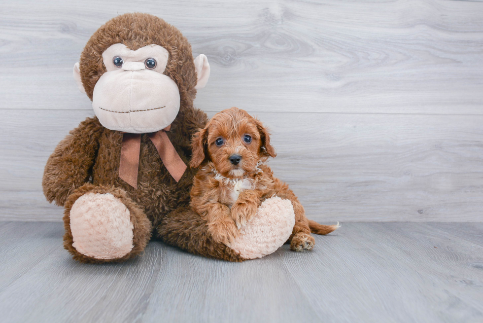 Happy Cavapoo Baby