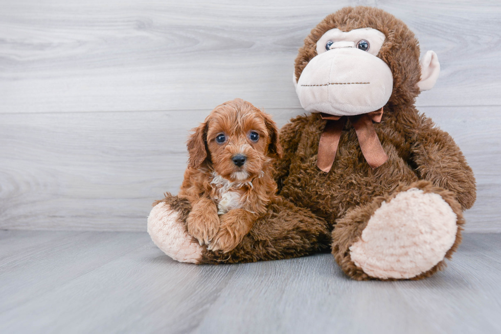 Adorable Cavoodle Poodle Mix Puppy