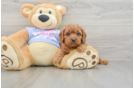Funny Cavapoo Poodle Mix Pup