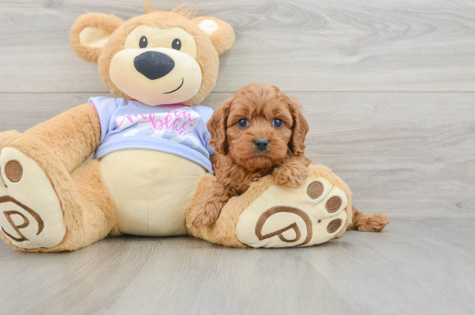 5 week old Cavapoo Puppy For Sale - Premier Pups