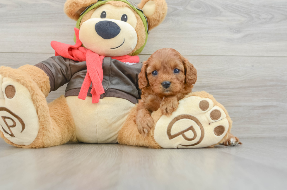 6 week old Cavapoo Puppy For Sale - Premier Pups