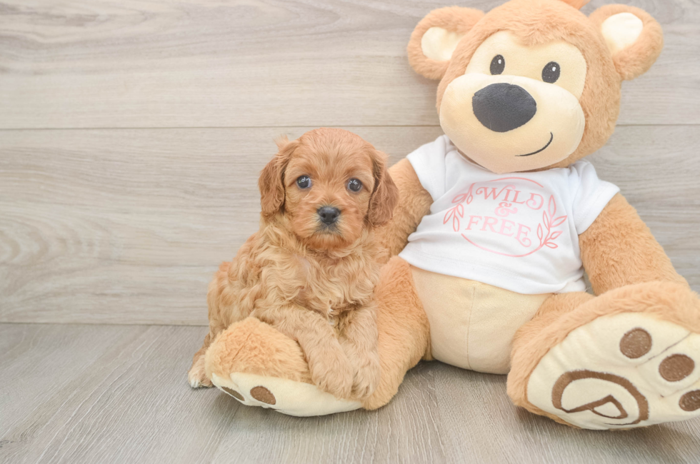 5 week old Cavapoo Puppy For Sale - Premier Pups