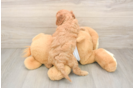 Cavapoo Puppy for Adoption