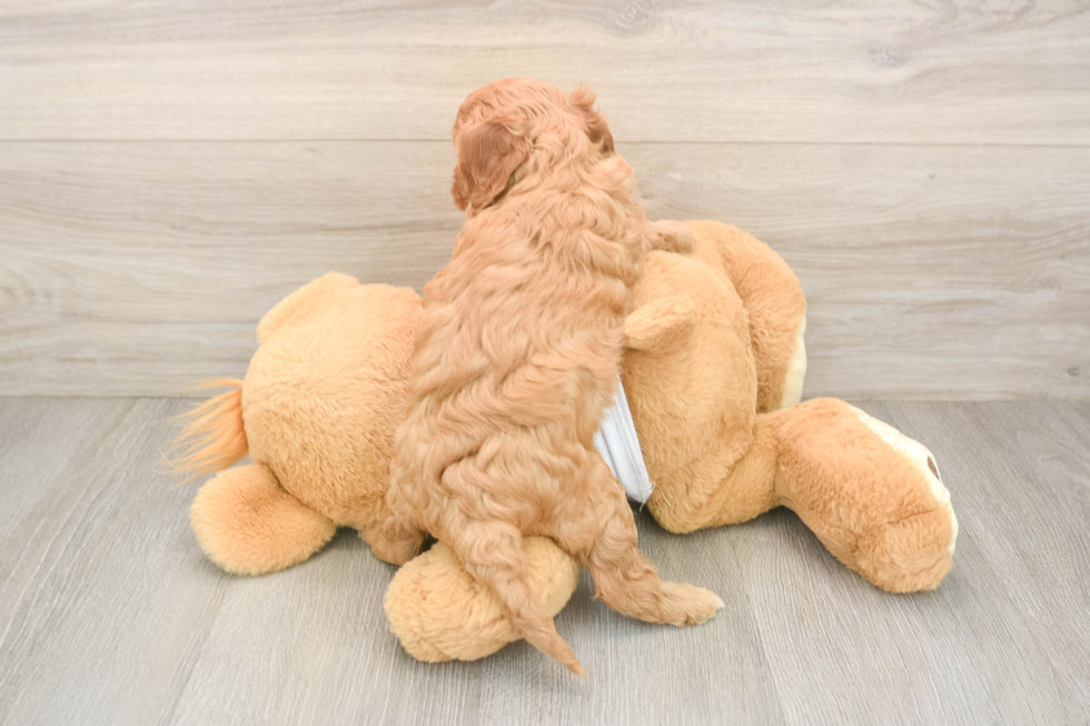 Cavapoo Puppy for Adoption