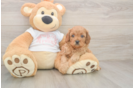 Cavapoo Pup Being Cute