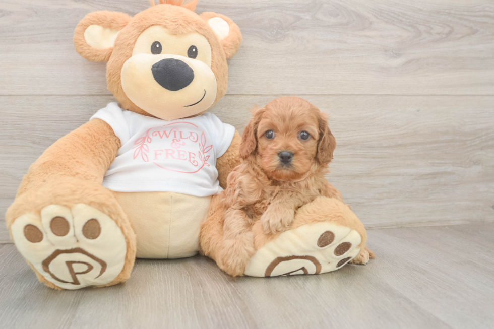 Cavapoo Pup Being Cute