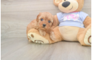 Energetic Cavoodle Poodle Mix Puppy
