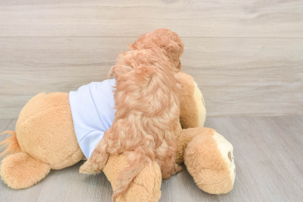 Cavapoo Pup Being Cute