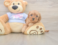 7 week old Cavapoo Puppy For Sale - Premier Pups