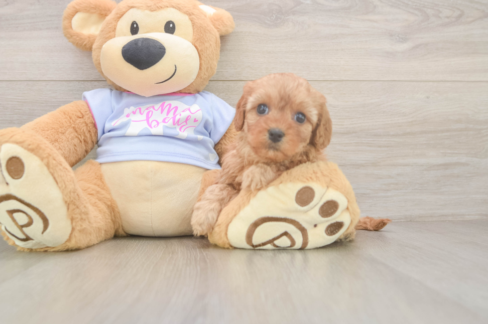 5 week old Cavapoo Puppy For Sale - Premier Pups